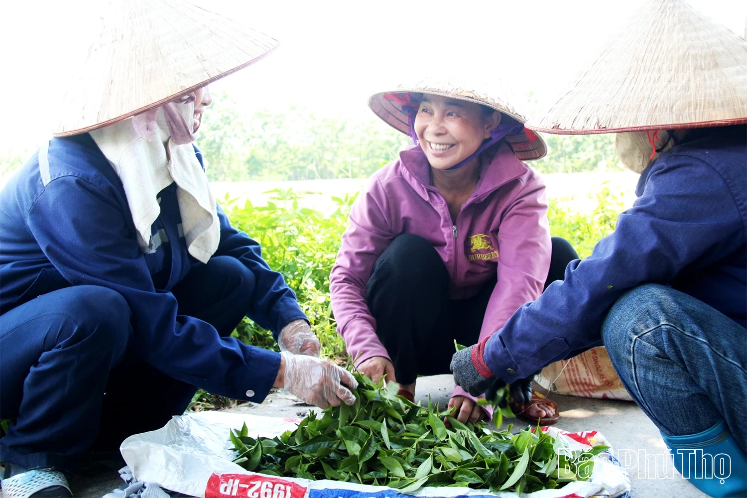 Về Yên Sơn nghe hương trà “kể chuyện”