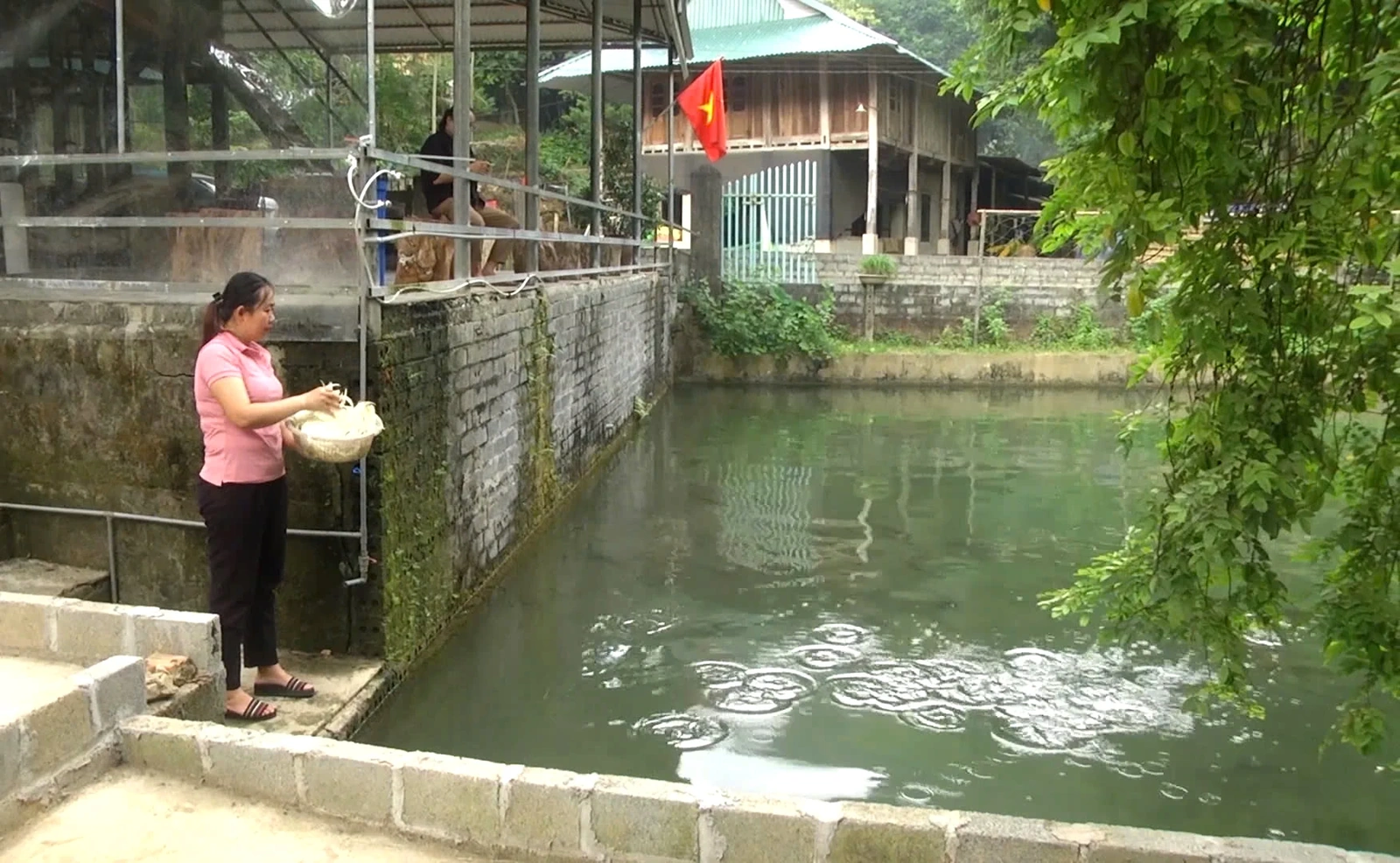 Cá dầm xanh xã Mai Hạ: sản vật từ núi “bơi” ra thị trường lớn