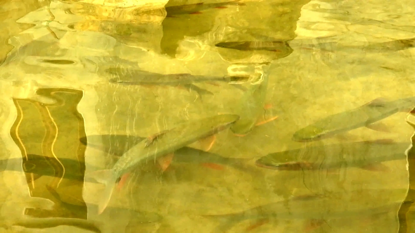 Cá dầm xanh xã Mai Hạ: sản vật từ núi “bơi” ra thị trường lớn