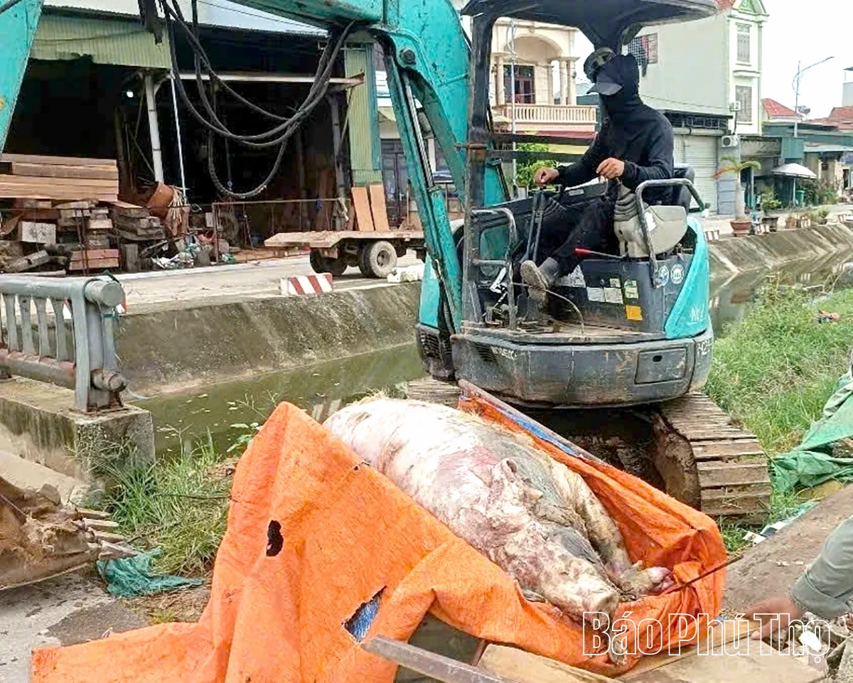 Tiềm ẩn nguy cơ lây lan dịch bệnh từ xác lợn chết trên kênh dẫn nước