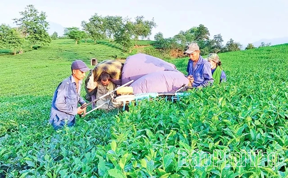 Phú Thọ khơi dậy tiềm năng nông nghiệp công nghệ cao