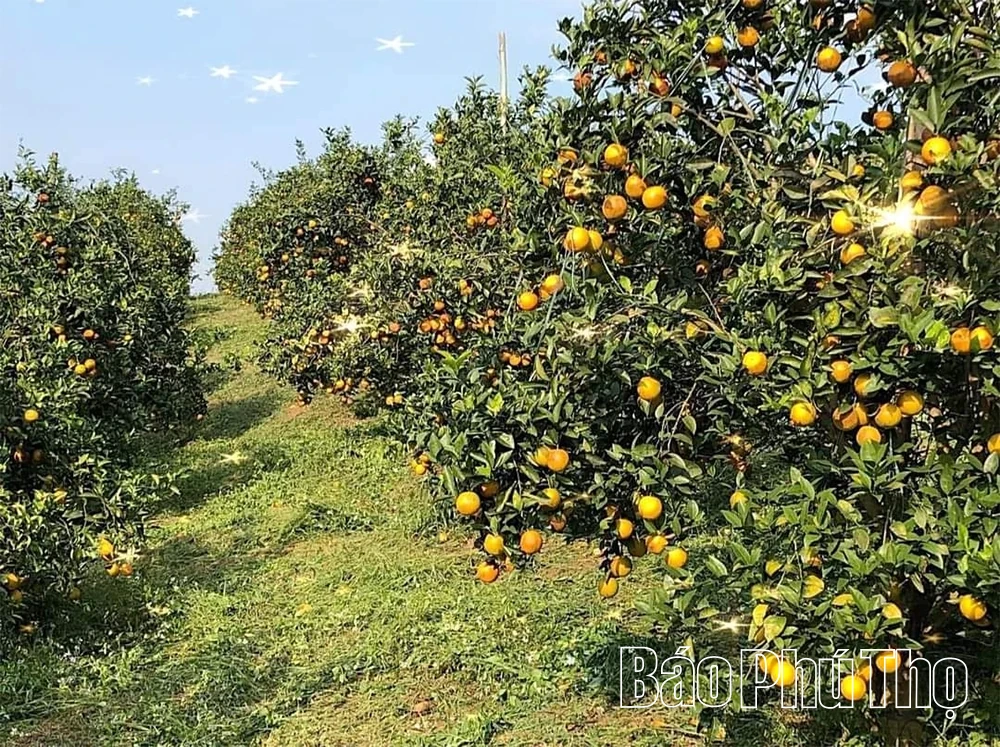 Phú Thọ khơi dậy tiềm năng nông nghiệp công nghệ cao