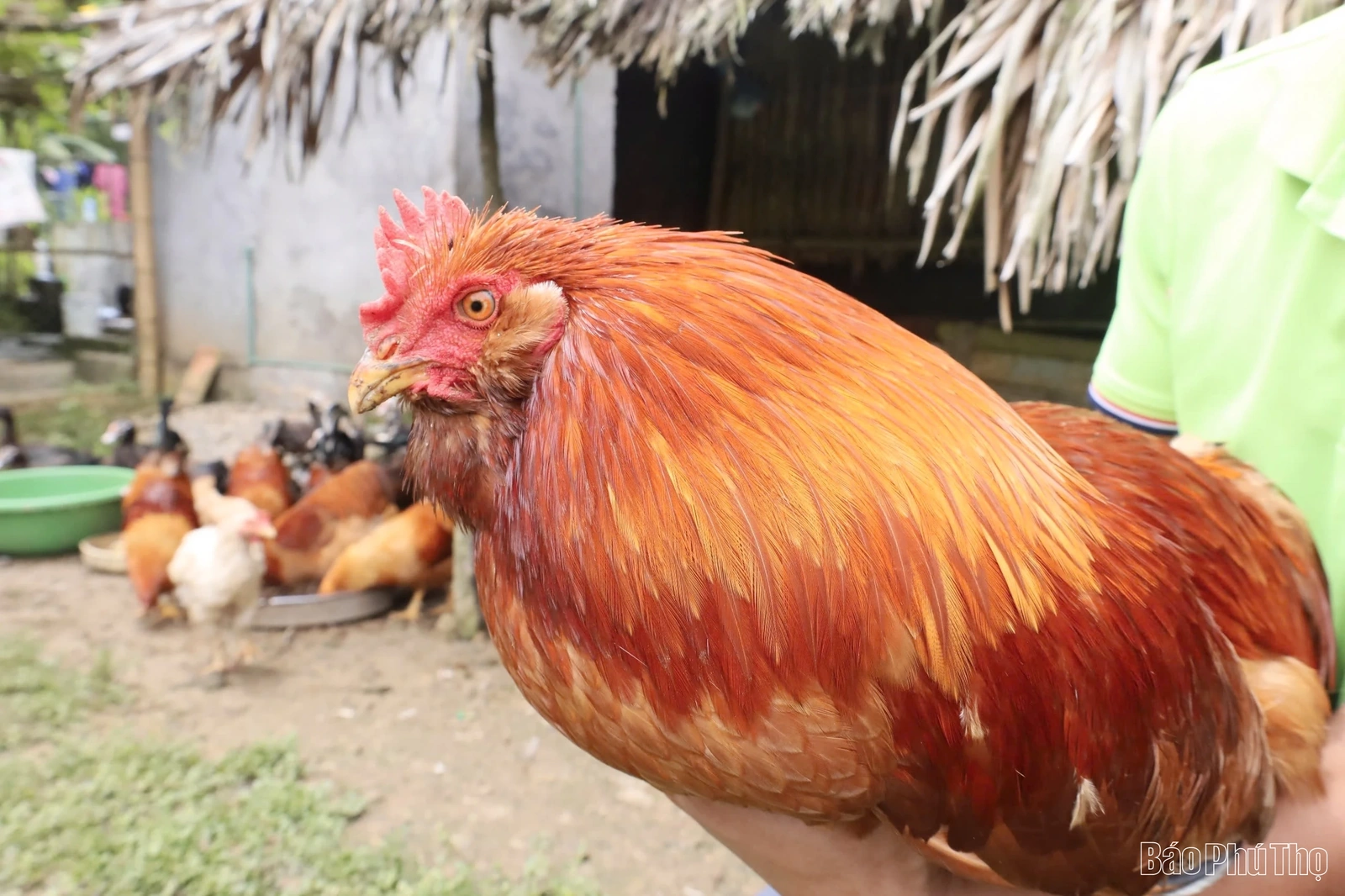 Phát triển nông sản bản địa, hướng đi mới ở Sơn Lương