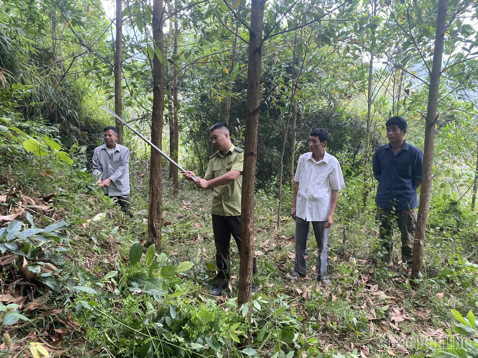 Tăng cường bảo vệ và phát triển rừng