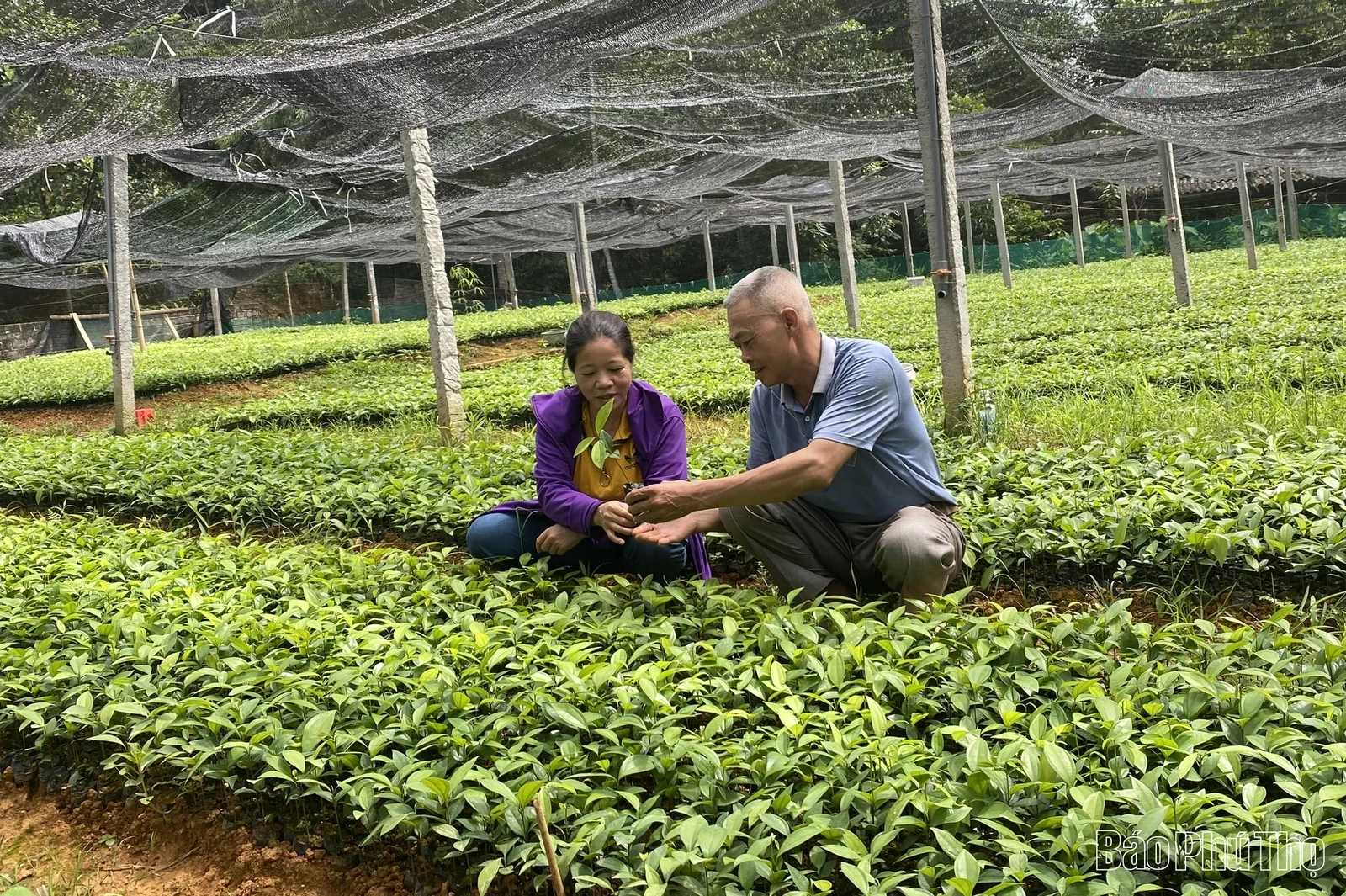 Tăng cường bảo vệ và phát triển rừng