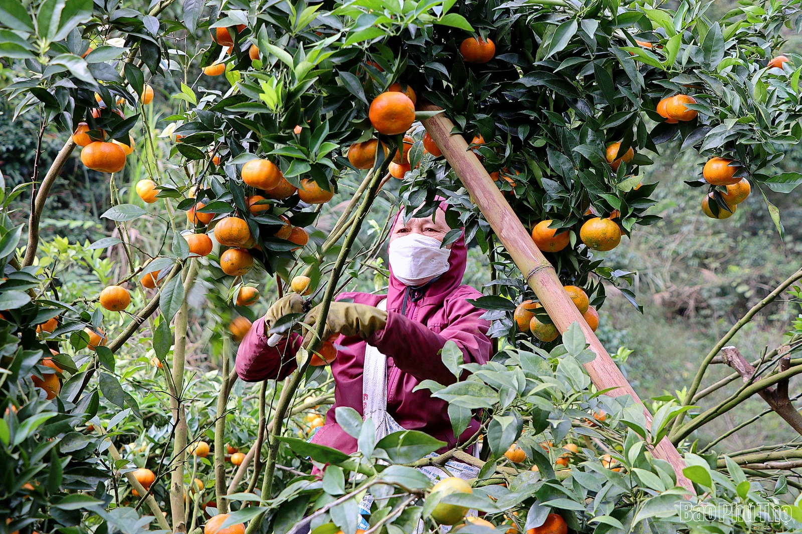 Vân Sơn vươn mình đổi mới