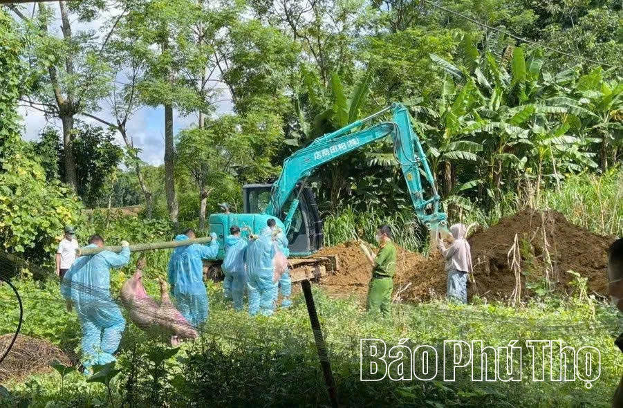 Xã Ngọc Sơn khẩn trương dập Dịch tả lợn châu Phi