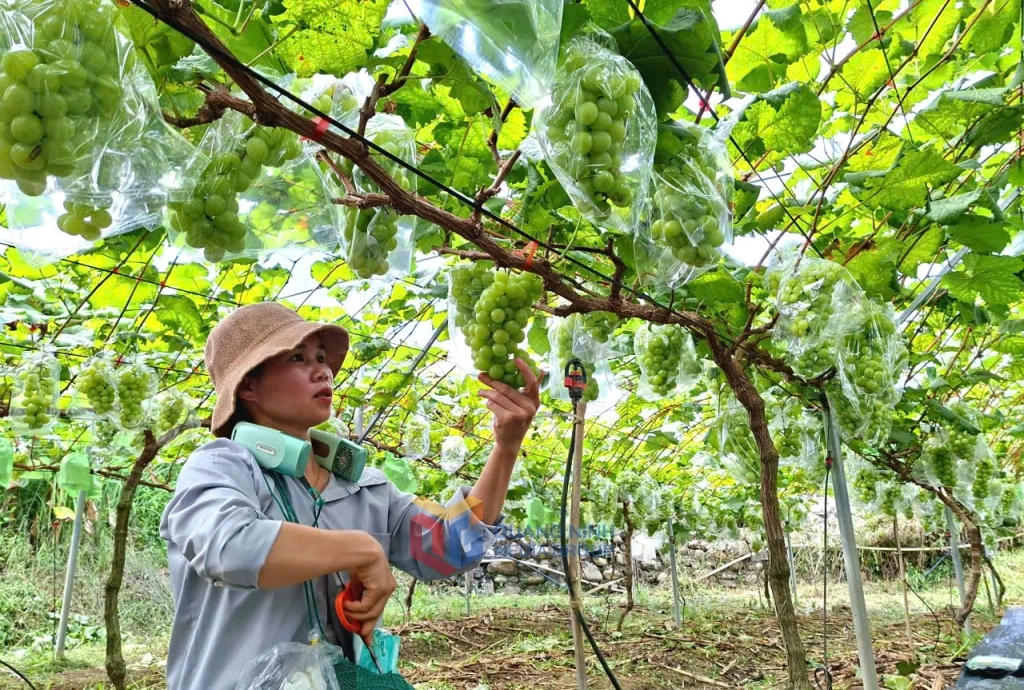 Người tiên phong đưa giống cây “quý tộc” về Bình Liêu