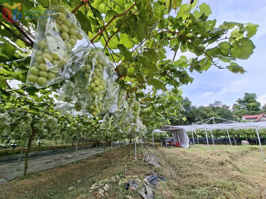 Người tiên phong đưa giống cây “quý tộc” về Bình Liêu