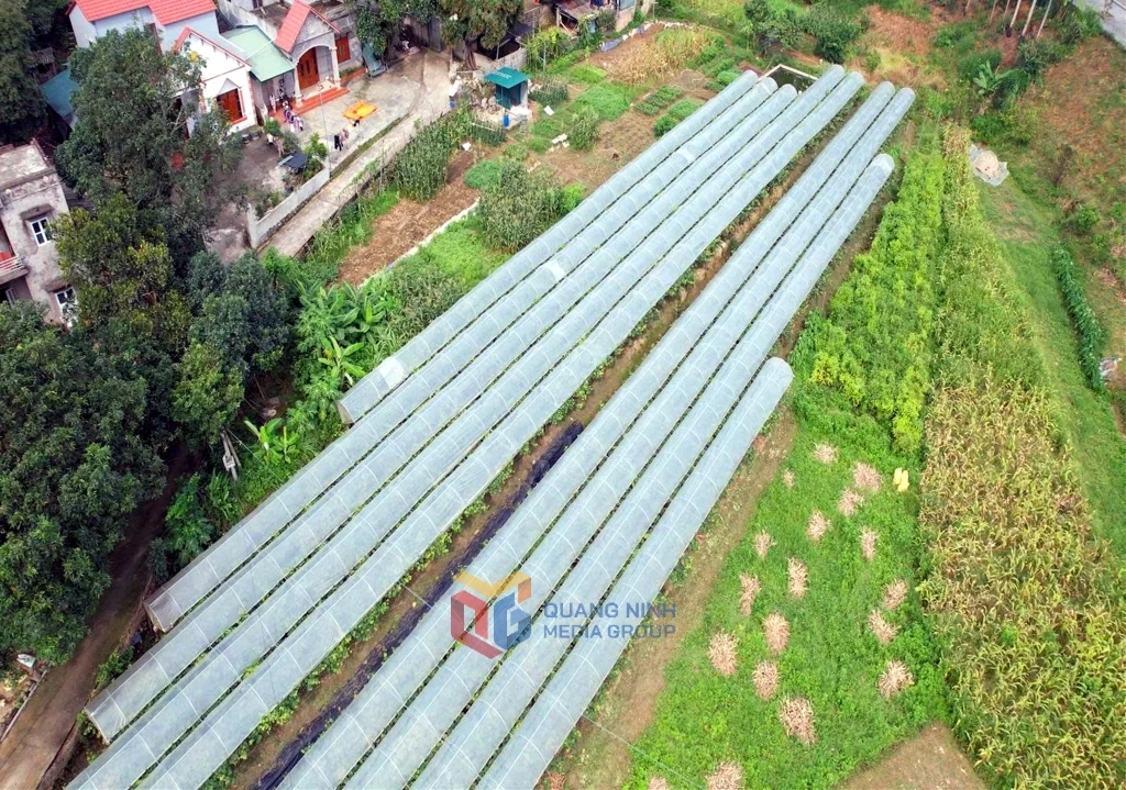 Người tiên phong đưa giống cây “quý tộc” về Bình Liêu