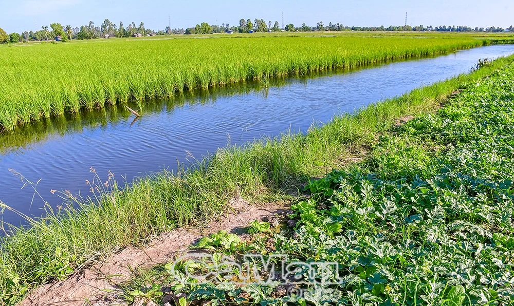 Vị ngọt từ sự đổi thay