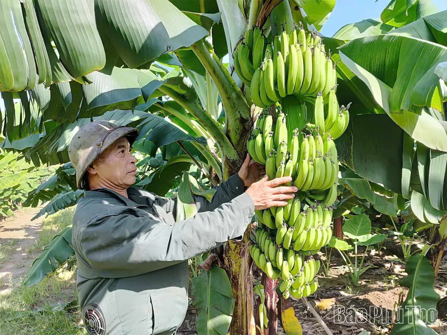 Thơm ngọt chuối tiêu Bản Nguyên