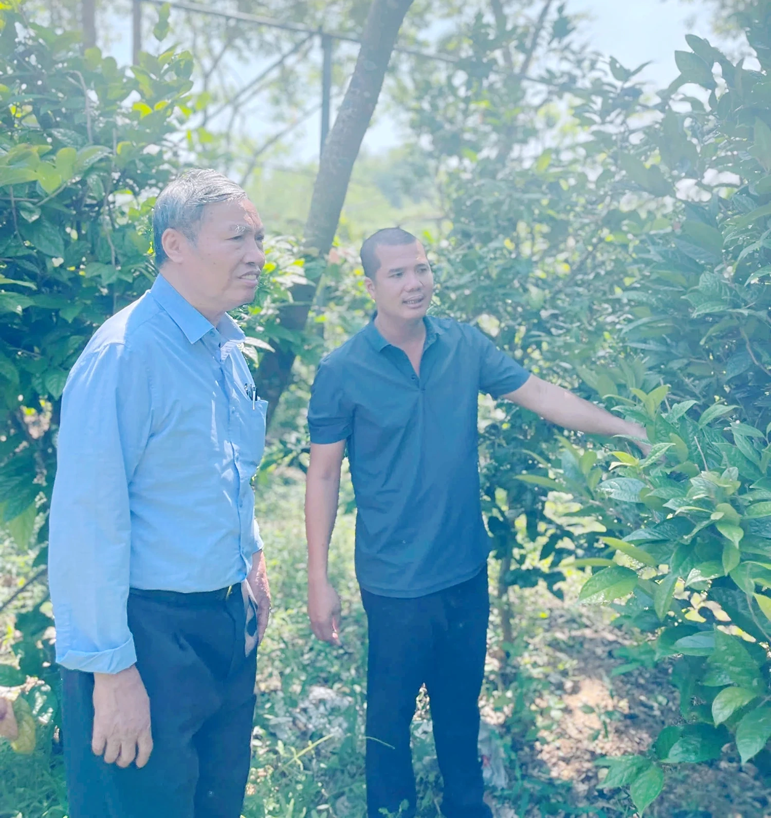 Trà hoa vàng Tam Đảo - sản phẩm dược liệu uy tín cho thu nhập cao