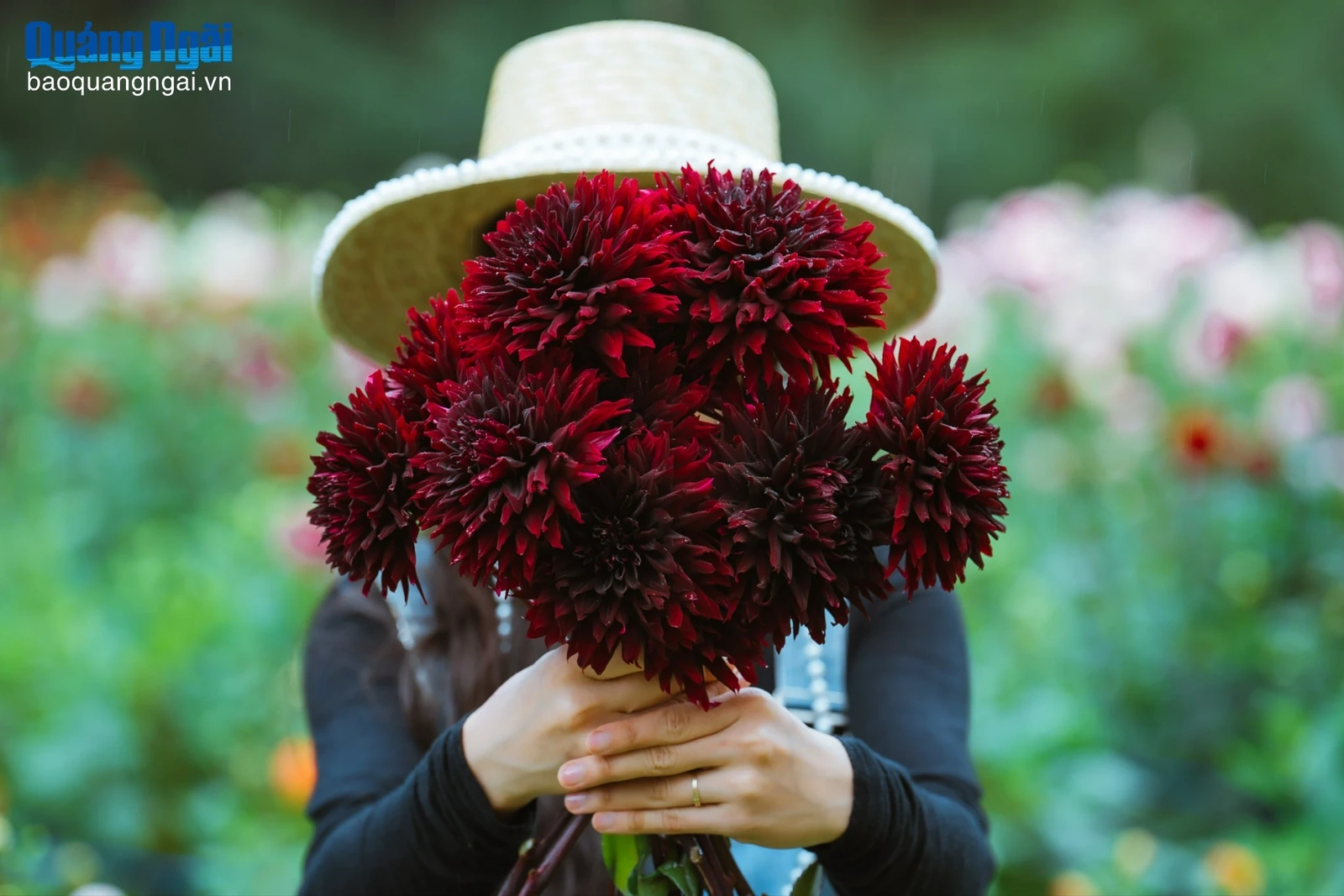 Vườn hoa thược dược đẹp như cổ tích ở Măng Đen