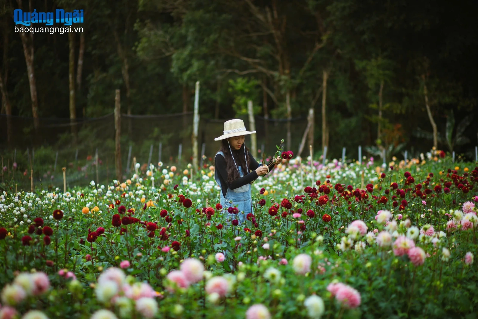 Vườn hoa thược dược đẹp như cổ tích ở Măng Đen