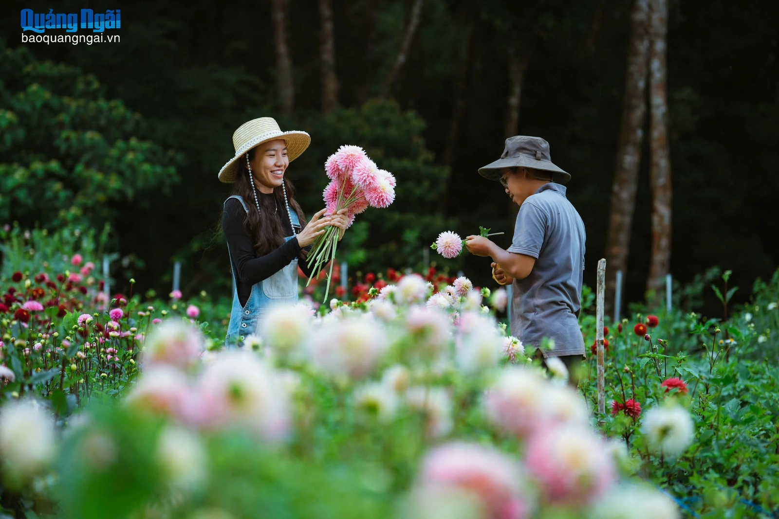 Vườn hoa thược dược đẹp như cổ tích ở Măng Đen