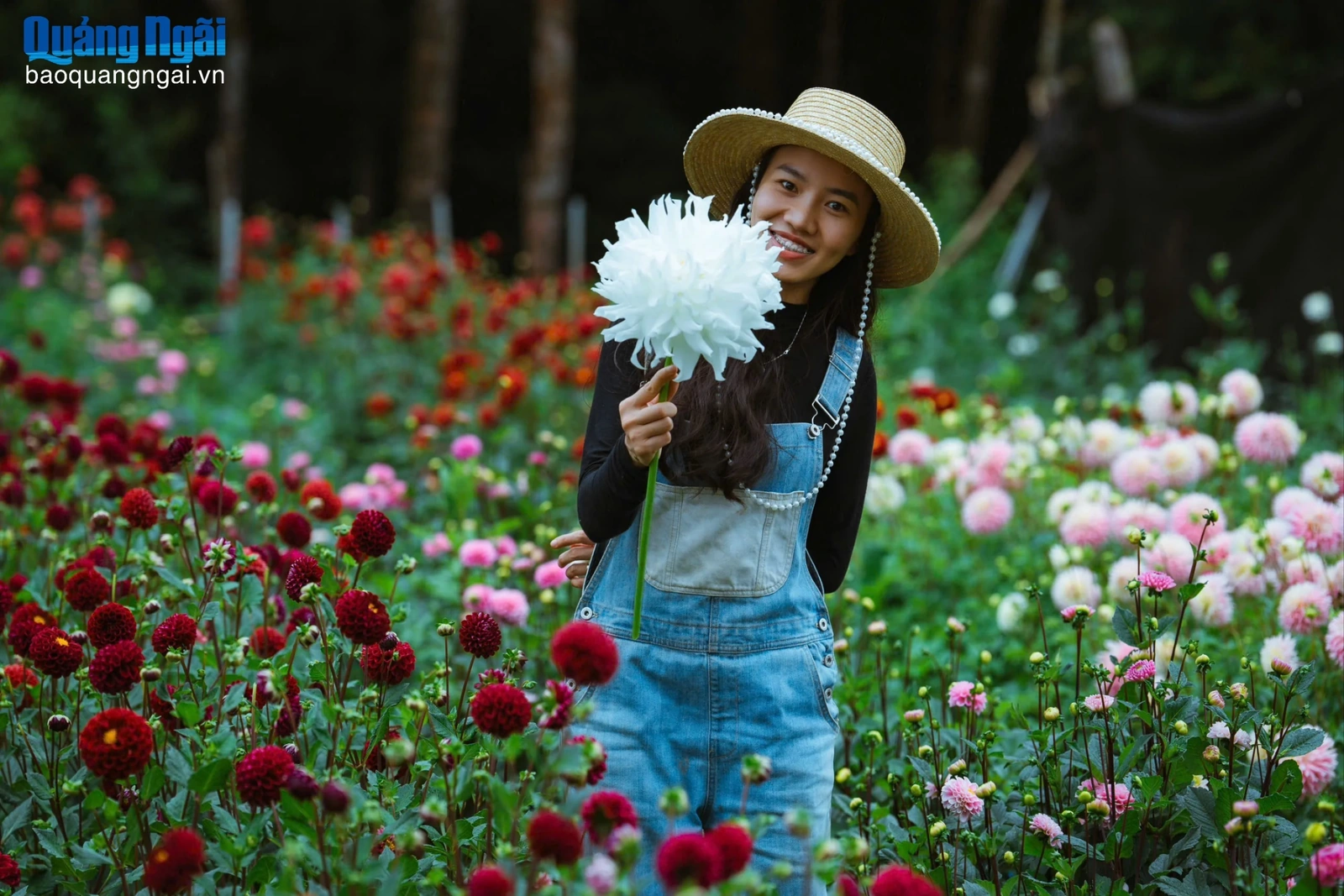 Vườn hoa thược dược đẹp như cổ tích ở Măng Đen