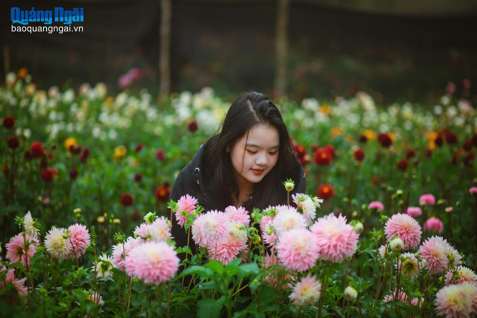 Vườn hoa thược dược đẹp như cổ tích ở Măng Đen