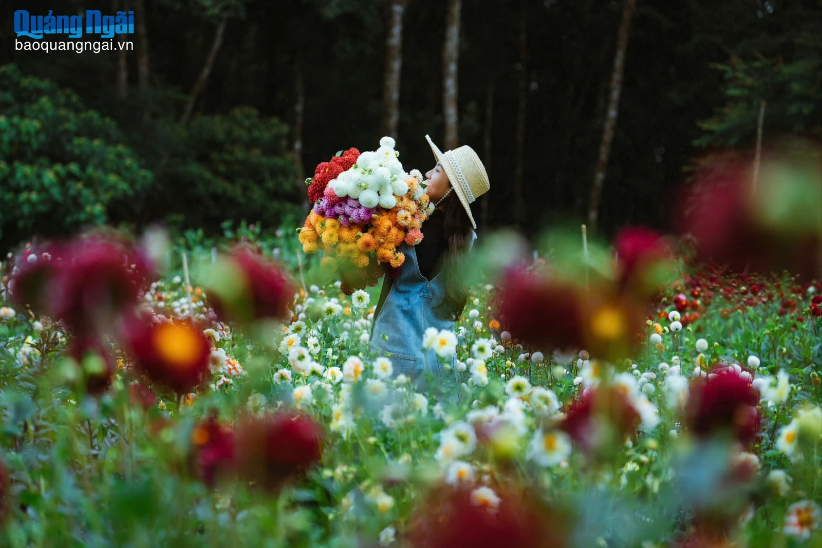 Vườn hoa thược dược đẹp như cổ tích ở Măng Đen