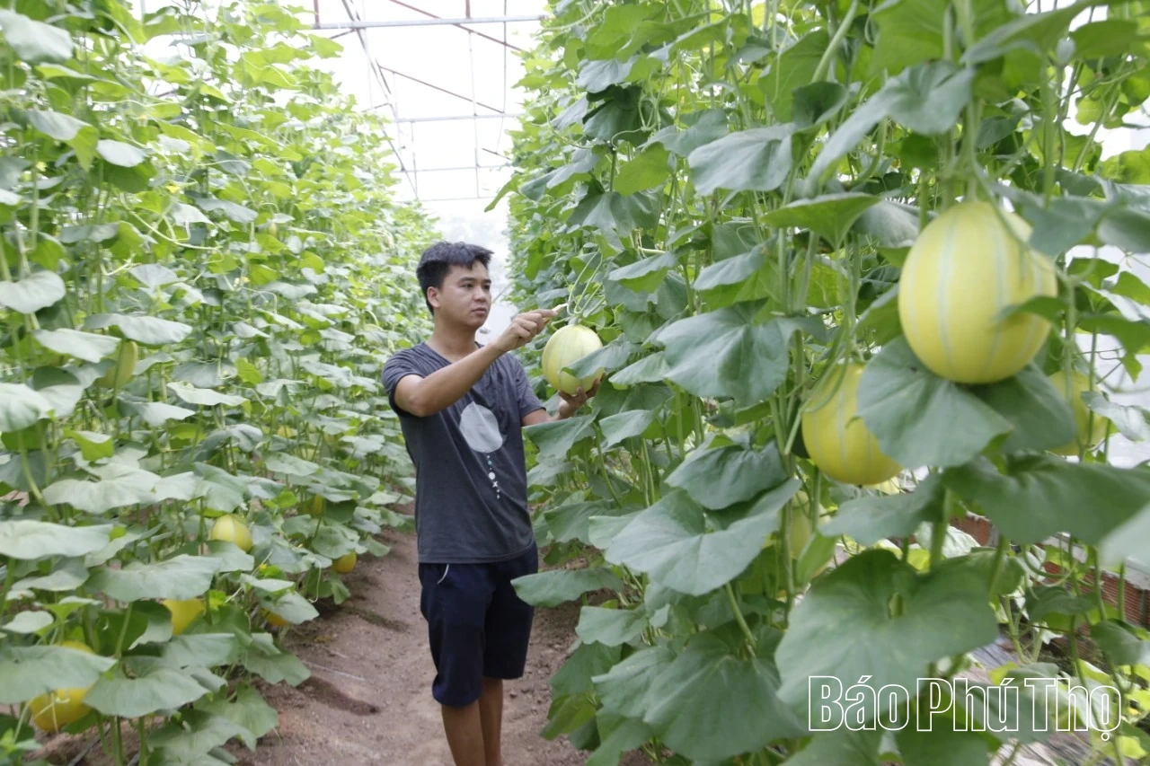 Đột phá trong sản xuất nông nghiệp ứng dụng khoa học kỹ thuật ở Nguyệt Đức