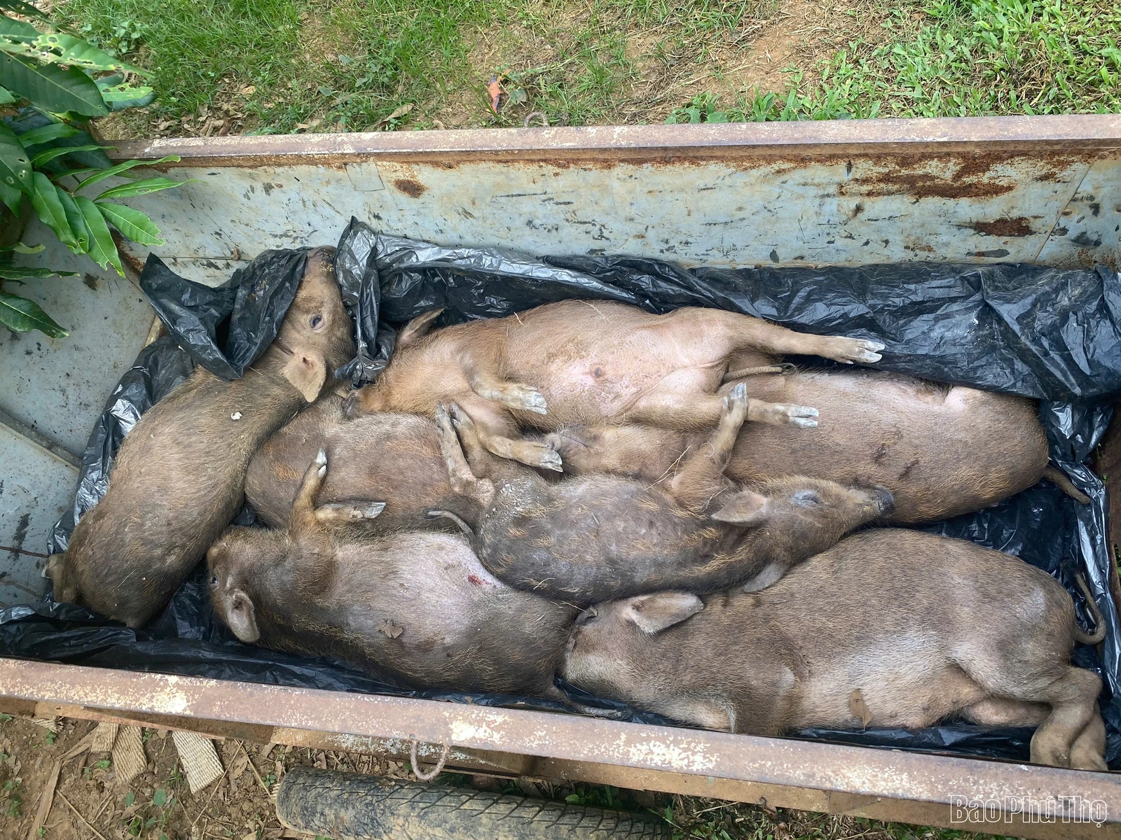 Mạng lưới thú y cơ sở bị “đứt gãy”: Công tác phòng chống dịch bệnh gặp khó