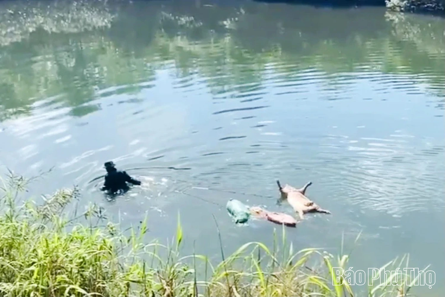 Dịch tả lợn châu Phi: Nỗ lực dập dịch nhưng vẫn gian nan