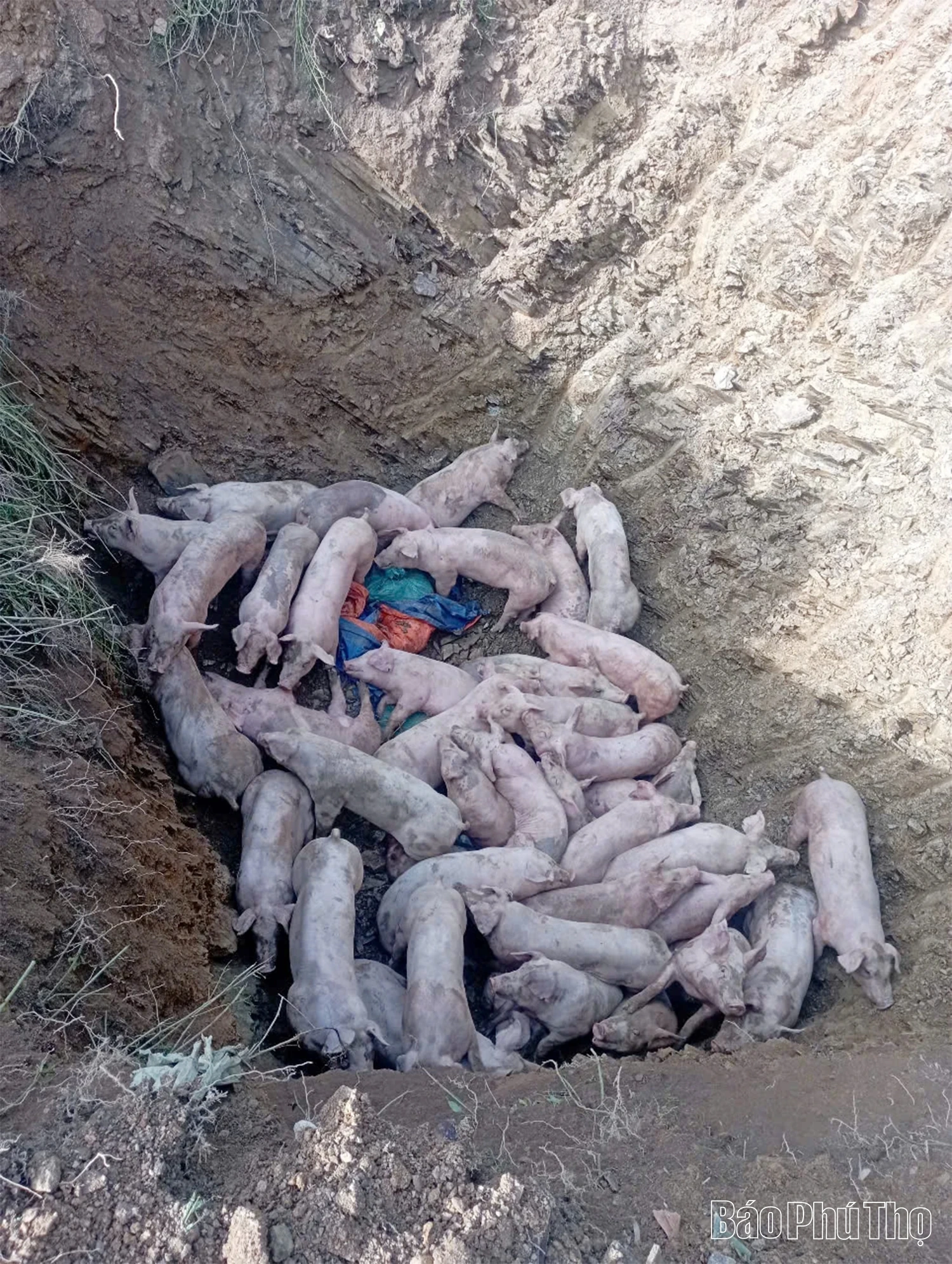 Dịch tả lợn châu Phi: Nỗ lực dập dịch nhưng vẫn gian nan