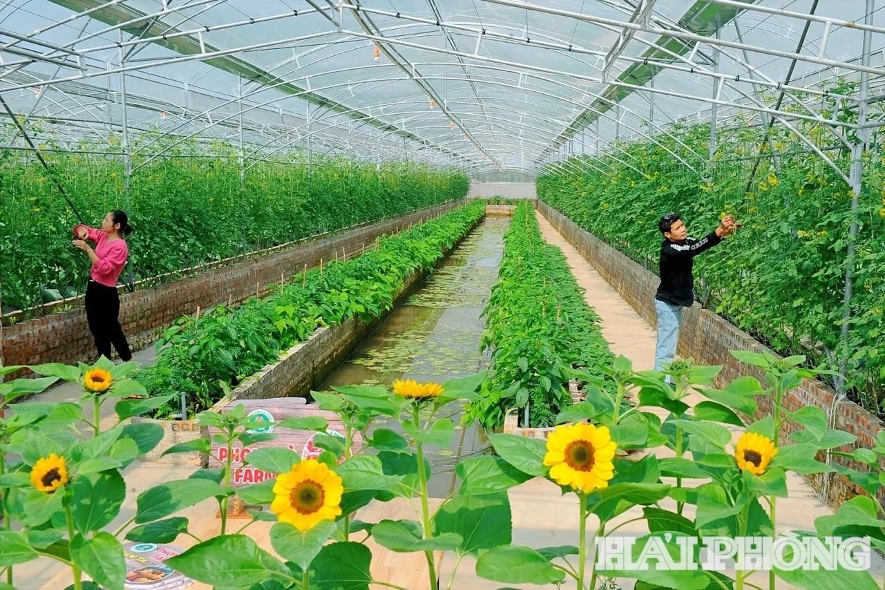 Diện mạo mới ở Đảo Cò Nam Thanh Miện