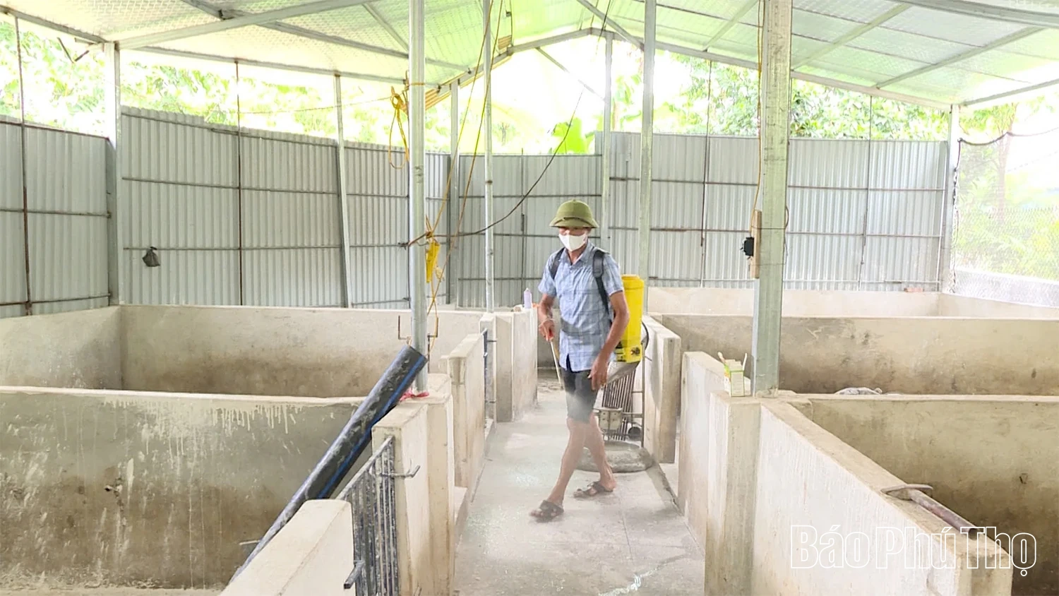 Xã Đại Đình tiêu hủy gần 1.200 con lợn mắc dịch tả lợn Châu Phi