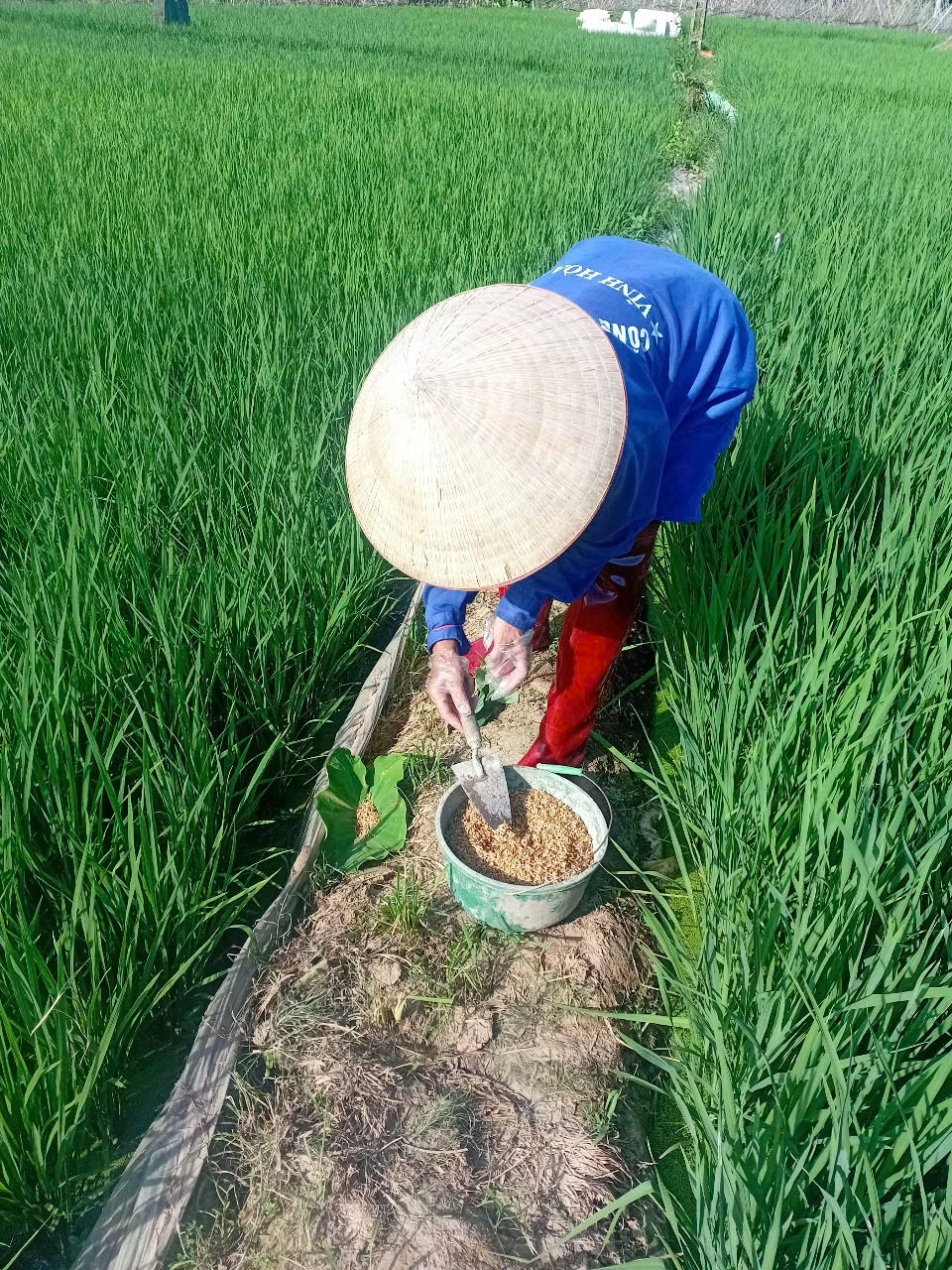 Chủ động diệt chuột bảo vệ lúa vụ Mùa