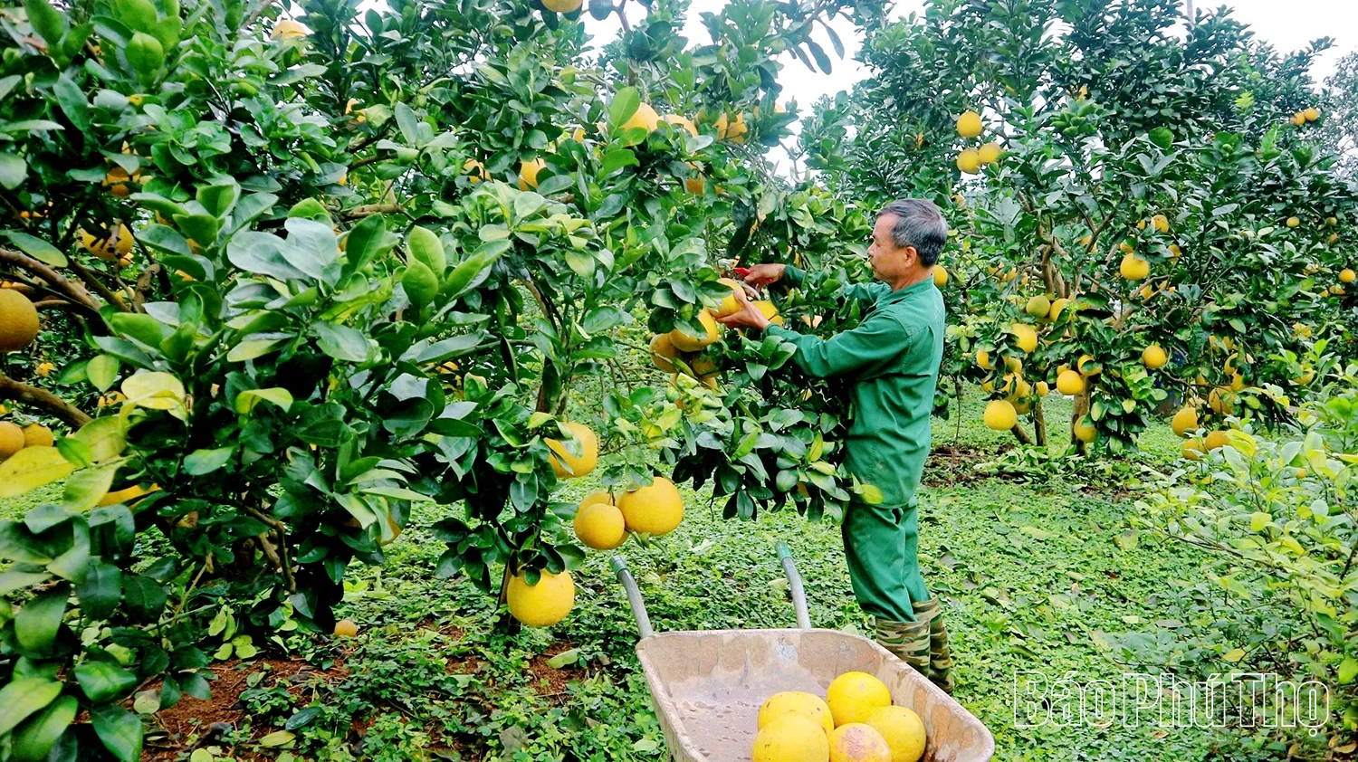Nâng tầm bưởi đặc sản