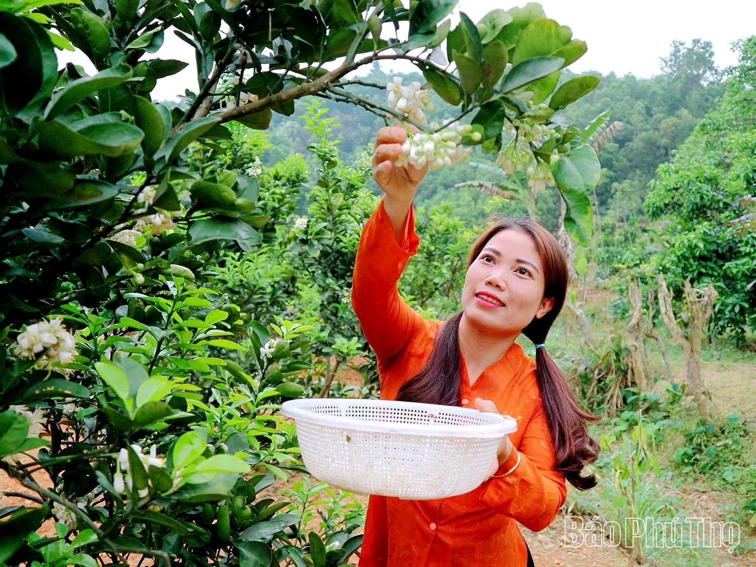 Nâng tầm bưởi đặc sản