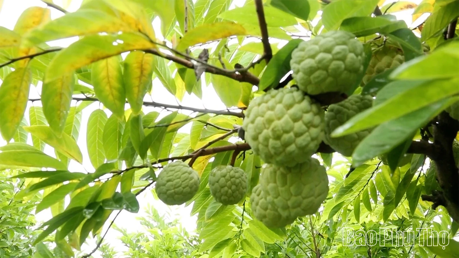 Câu chuyện về na dai Bồ Lý