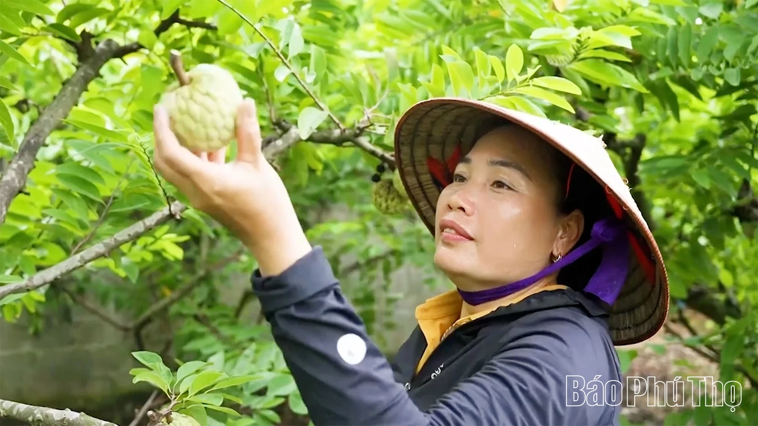 Câu chuyện về na dai Bồ Lý