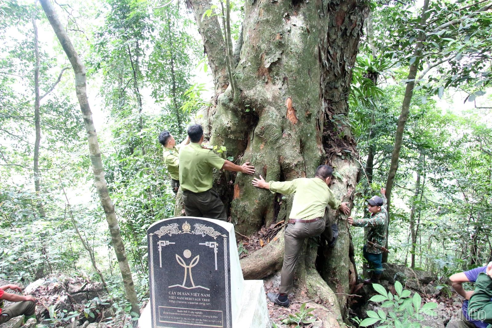 “Linh khí” nghìn năm giữa đại ngàn Bo Trẳm