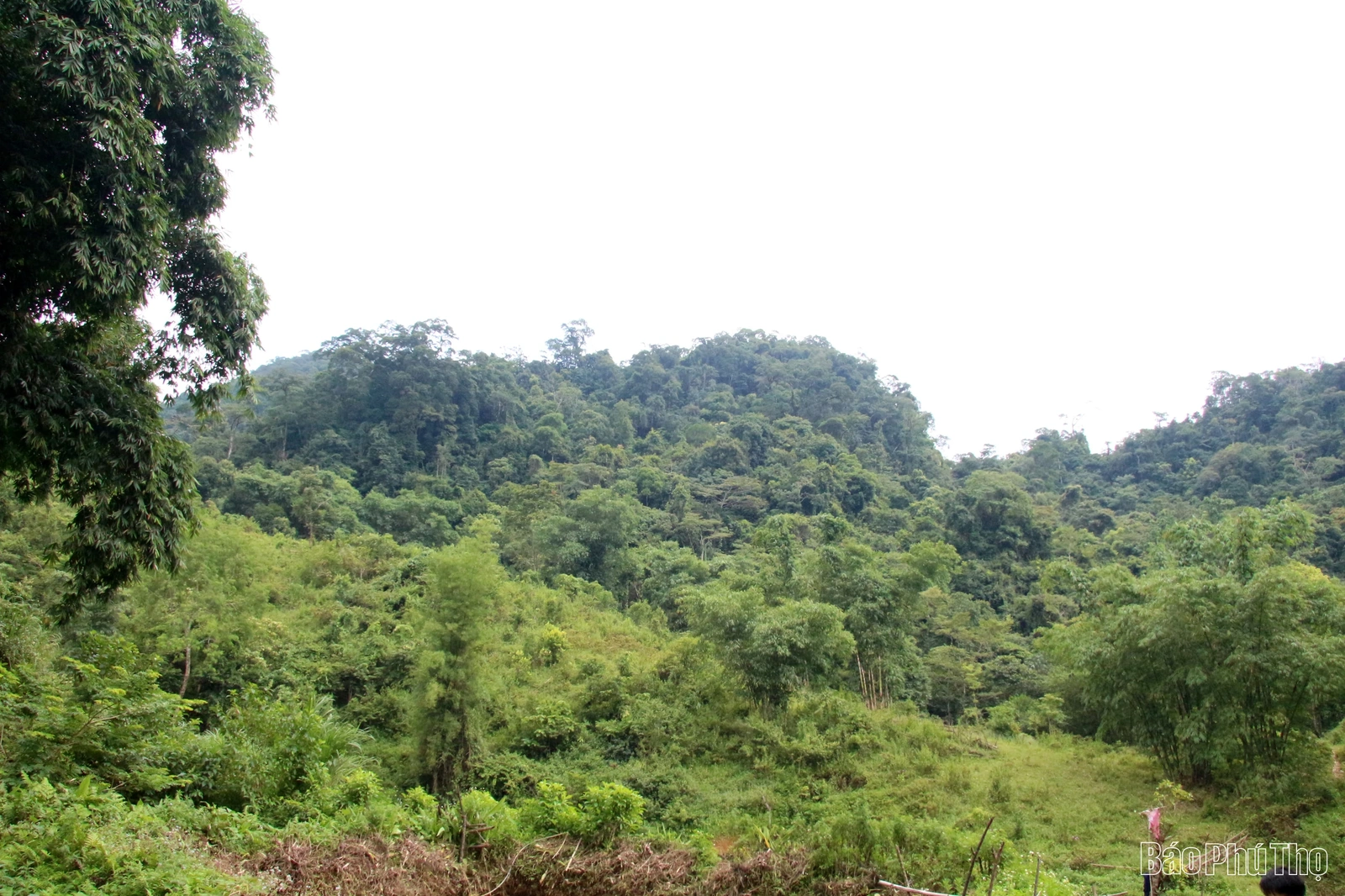 “Linh khí” nghìn năm giữa đại ngàn Bo Trẳm