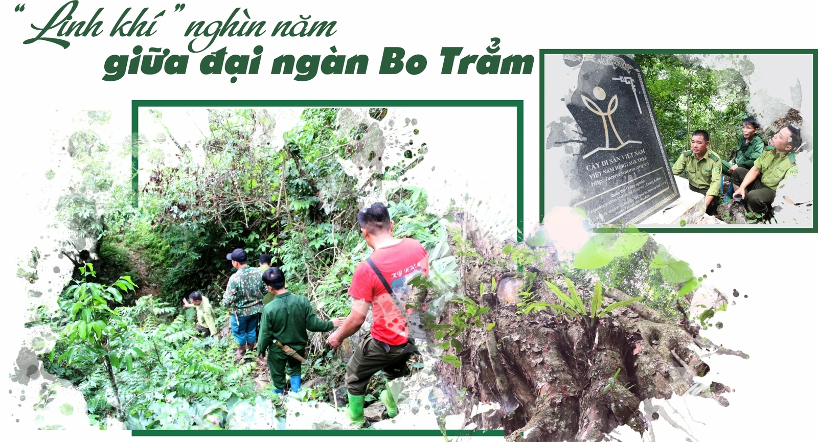 “Linh khí” nghìn năm giữa đại ngàn Bo Trẳm