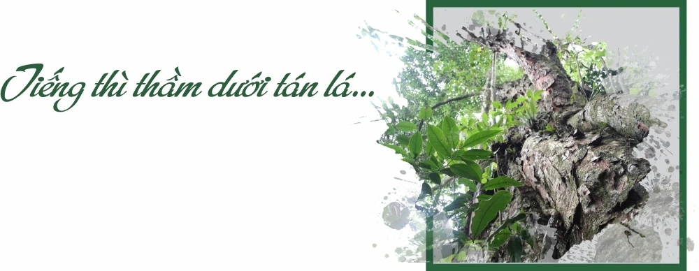 “Linh khí” nghìn năm giữa đại ngàn Bo Trẳm