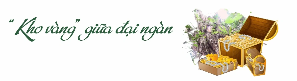 “Linh khí” nghìn năm giữa đại ngàn Bo Trẳm