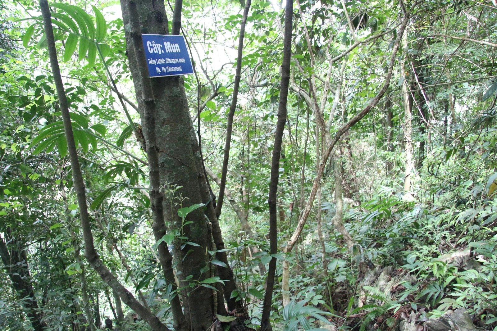 “Linh khí” nghìn năm giữa đại ngàn Bo Trẳm