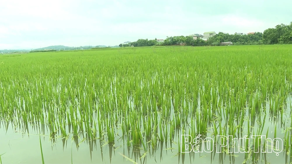 Đề phòng “bão” trong “bão”: Bài học từ lũ lụt tại Hoàng An