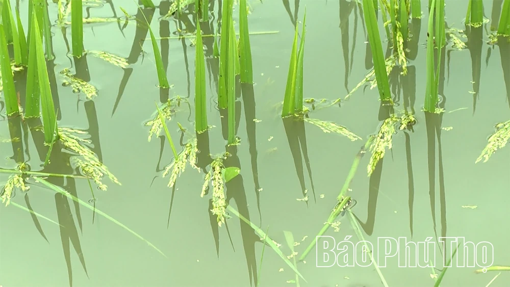 Đề phòng “bão” trong “bão”: Bài học từ lũ lụt tại Hoàng An