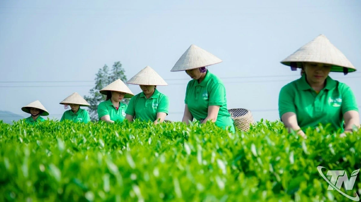 Khát vọng xanh giữa đồi chè Phú Thịnh