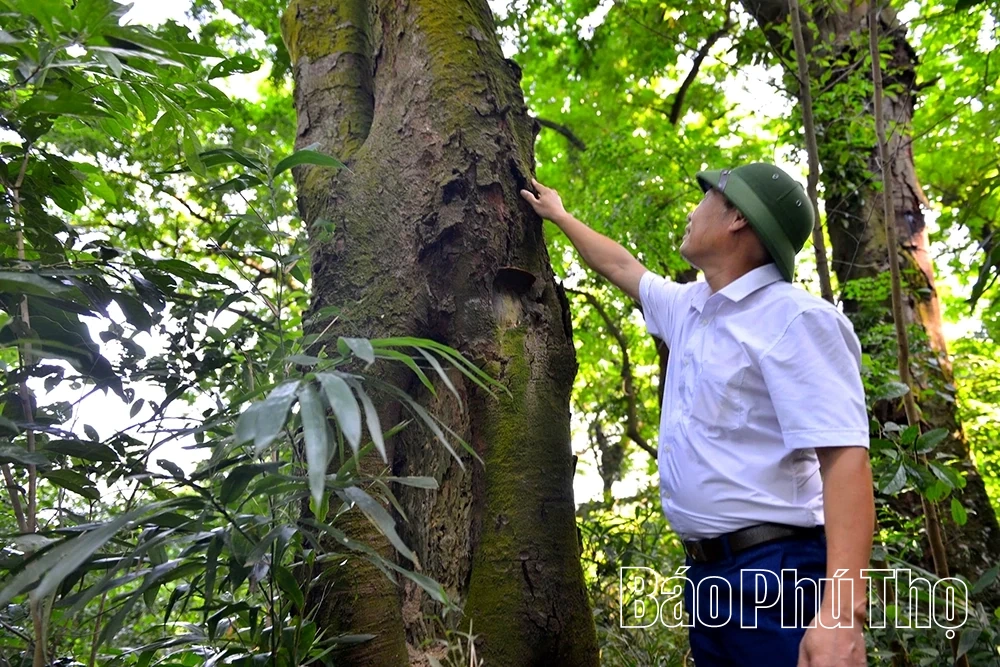 Rừng lim trong lòng phố thị
