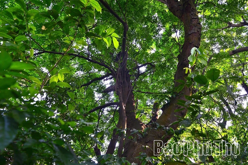 Rừng lim trong lòng phố thị