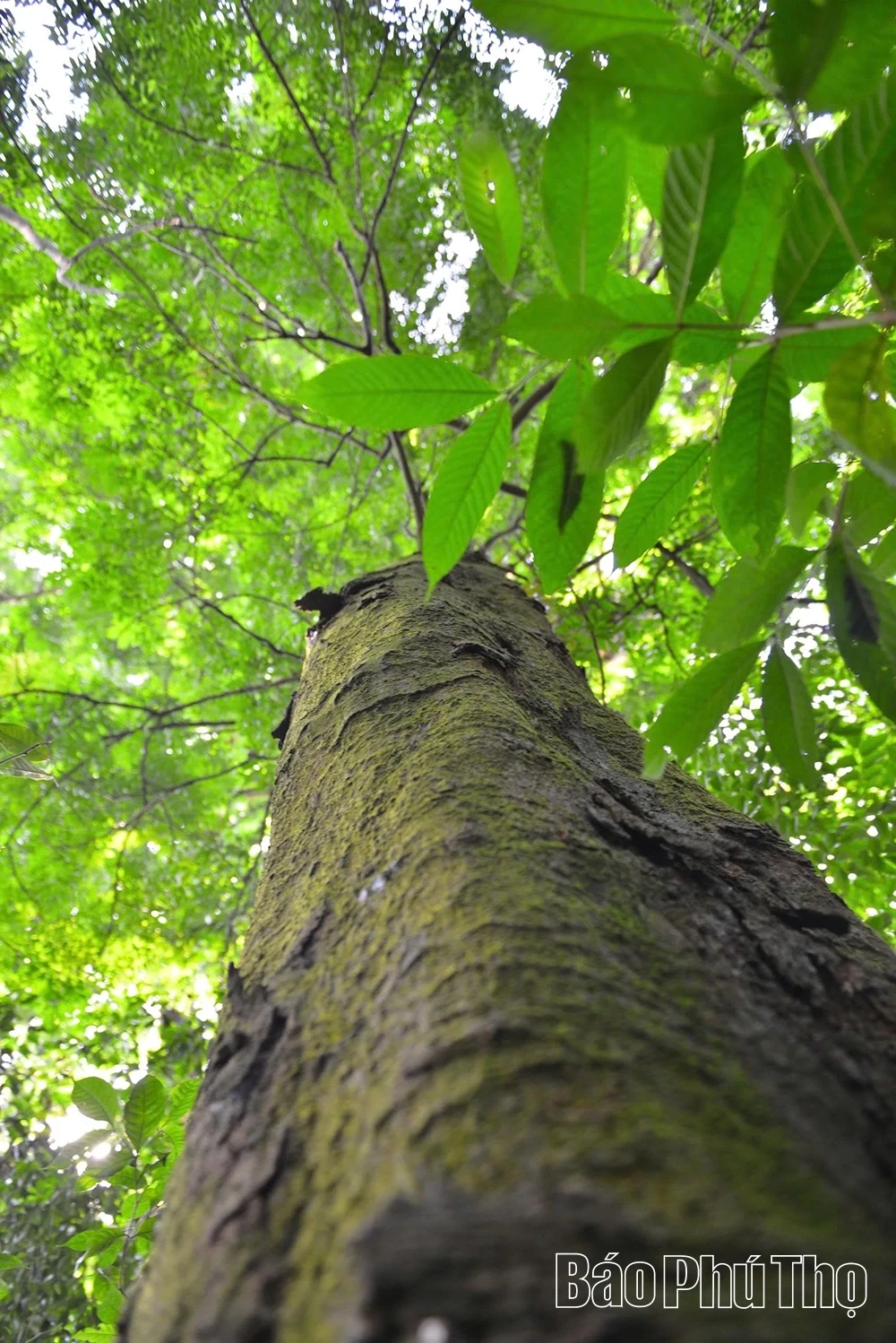 Rừng lim trong lòng phố thị