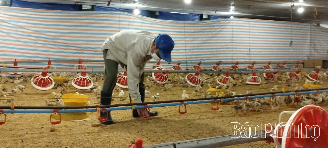 Phát triển chăn nuôi gia cầm theo hướng tập trung, áp dụng khoa học công nghệ