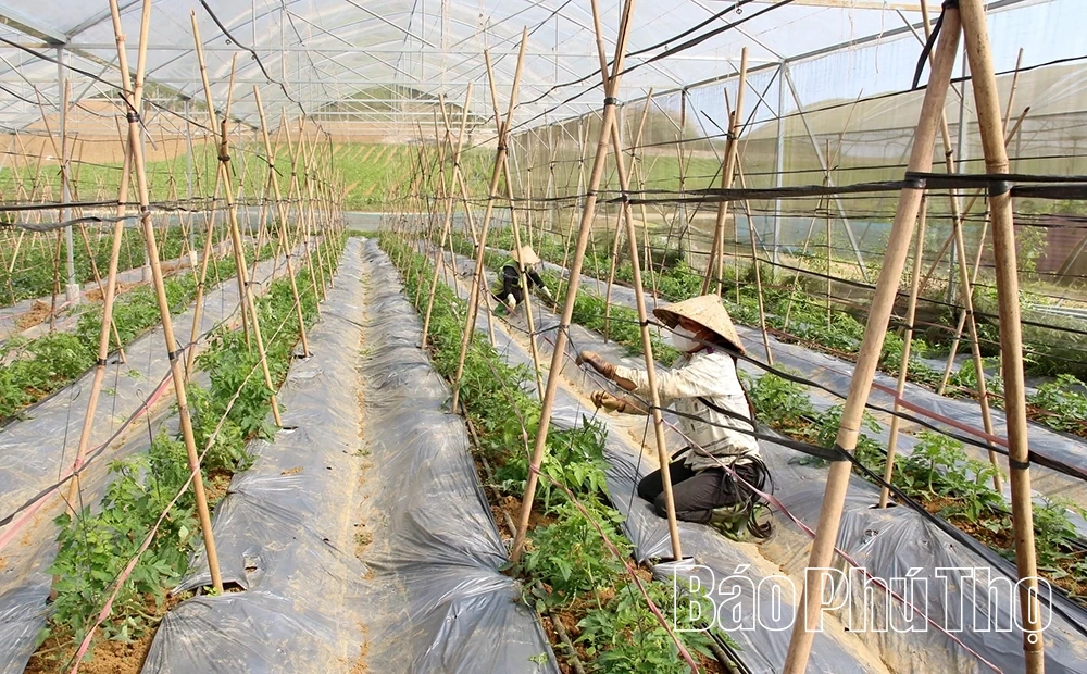 Ngành Nông nghiệp góp sức vào mục tiêu tăng trưởng hai con số của tỉnh