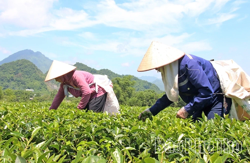 Ngành Nông nghiệp góp sức vào mục tiêu tăng trưởng hai con số của tỉnh