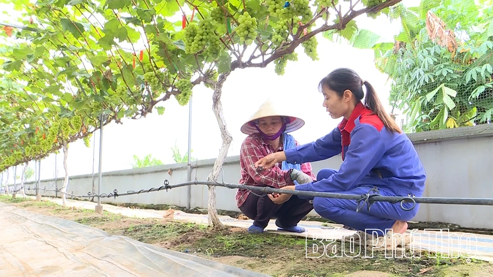 Kỳ 1: “Nông dân 4.0” làm giàu trên quê hương